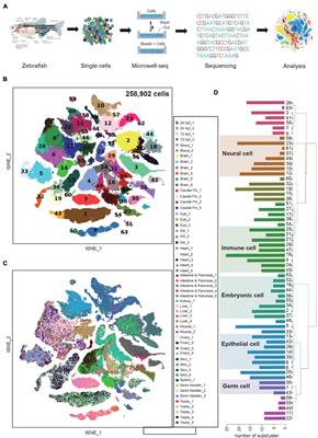 Characterization of the Zebrafish Cell Landscape at Single-Cell Resolution